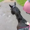 adahorseacc