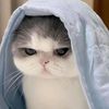 kitty.kitty1652