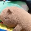 vida.de.capibara