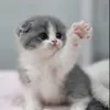 000cutekities000