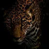 mhamad.edris36