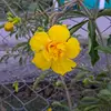 nillyberry5