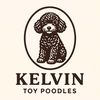 maltipoo_toy_poodles1