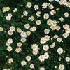 dove_n_daisy