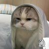 thggjj.g