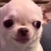 krizzy3330