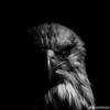 عــــــــلي | ✨ 🇮🇶