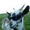 kambing_hensem46