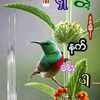 wthanqdm546