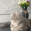 lara.lara1236
