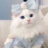 fiza.khan4546