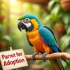 parrotadoption234