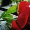 user58181200938006