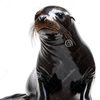 foca_reflexiva
