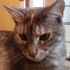 kitty_tv25
