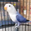 Bird Shop 88