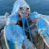 bluelobster268