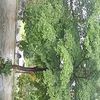 muhamadrifai3597