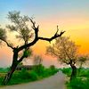 fiza.batool575