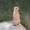 phanvvglr23