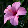 flor.de.lis947