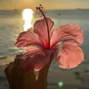 maya_67tt67