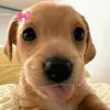 seungmins.fav.pup