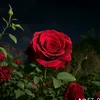 ausjtjri