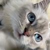 luugee8