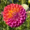 inanna_dahlia_