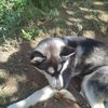 berkin.ibraimov