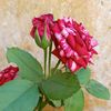 fatma.ahmd602