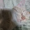 my_kat156