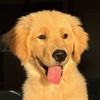 cuddlesthegoldenpup