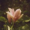 hazeofposies