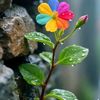sahil_safi32