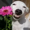 bolabubuctemeomeo