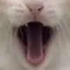 宋