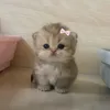 miashopping8