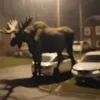 Лось