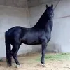 ahmed.salmi560