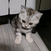 maffisweet