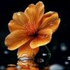 mithila0386
