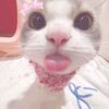 picture_shaa