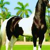 nabeel.984