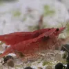 Shrimp_everyday