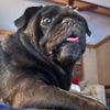 puglord9993