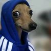 elbolomachucado77