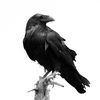 Raven
