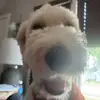 winstonthedoodle04
